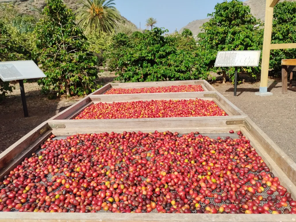 Finca Los Castaños – 22