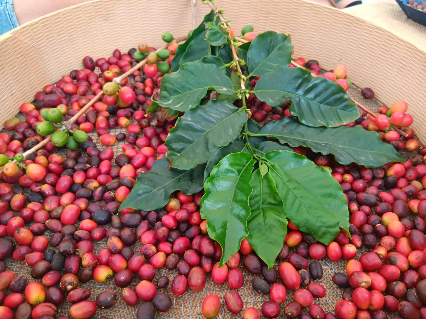 Finca Los Castaños – 42